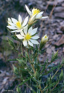 Image of tenpetal blazingstar