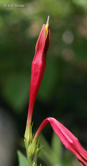 Plancia ëd Spigelia marilandica (L.) L.