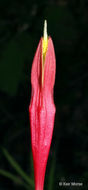 Plancia ëd Spigelia marilandica (L.) L.