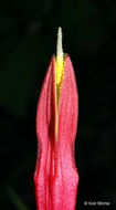 Plancia ëd Spigelia marilandica (L.) L.