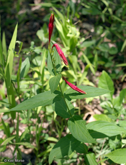 Plancia ëd Spigelia marilandica (L.) L.