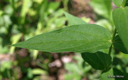 Plancia ëd Spigelia marilandica (L.) L.