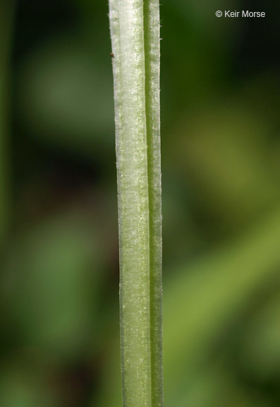 Plancia ëd Spigelia marilandica (L.) L.