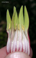 Plancia ëd Spigelia marilandica (L.) L.