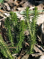 Image of shining clubmoss