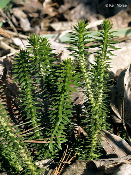 Image of shining clubmoss