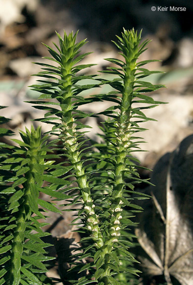 Image of shining clubmoss