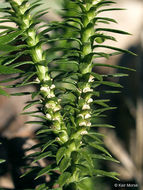 Image of shining clubmoss