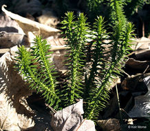 Image of shining clubmoss