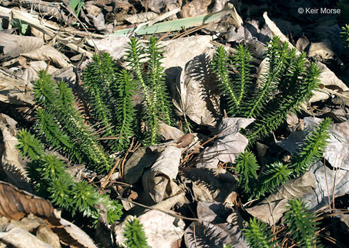 Image of shining clubmoss