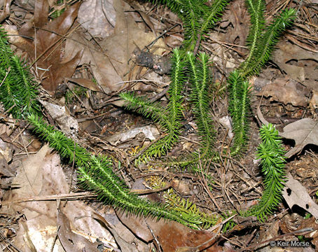 Image of shining clubmoss