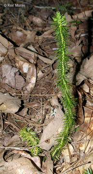 Image of shining clubmoss