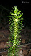 Image of shining clubmoss