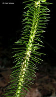 Image of shining clubmoss