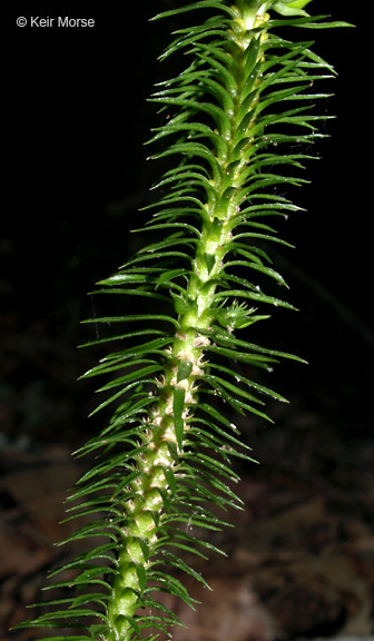 Image of shining clubmoss