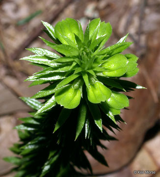 Image of shining clubmoss