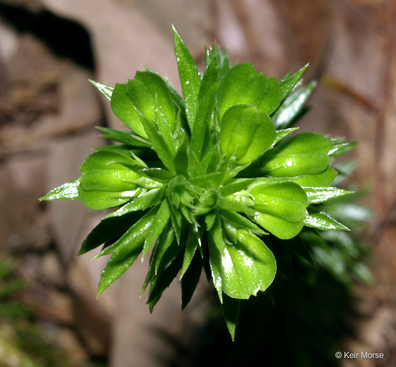 Image of shining clubmoss