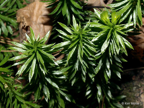 Image of shining clubmoss