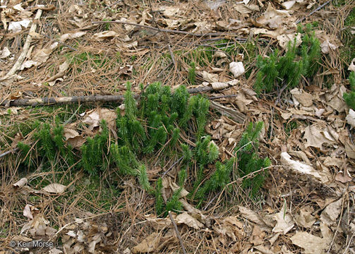 Image of shining clubmoss