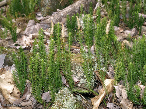 Image of stiff clubmoss