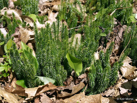 Image of stiff clubmoss