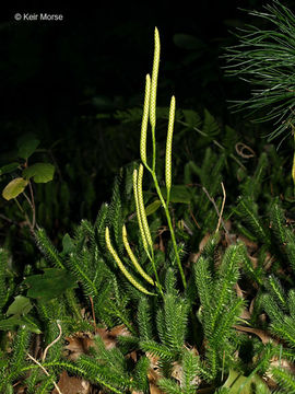 Image of Stag's-horn Clubmoss