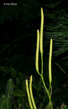 Image of Stag's-horn Clubmoss