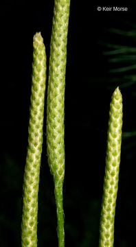 Image of Stag's-horn Clubmoss