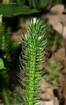 Image of Stag's-horn Clubmoss