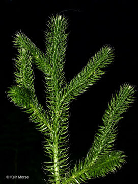 Image of Stag's-horn Clubmoss