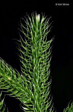 Image of Stag's-horn Clubmoss