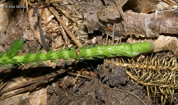 Image de Lycopode en massue