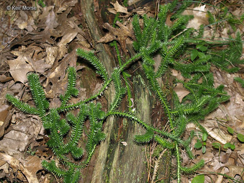 Image of Stag's-horn Clubmoss