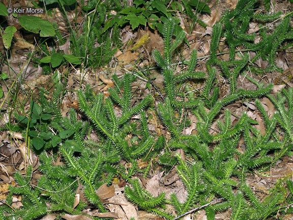 Image de Lycopode en massue