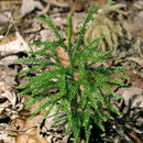 Image of <i>Lycopodium dendroideum</i>