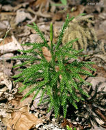 Plancia ëd <i>Lycopodium dendroideum</i>