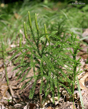 Image of <i>Lycopodium dendroideum</i>