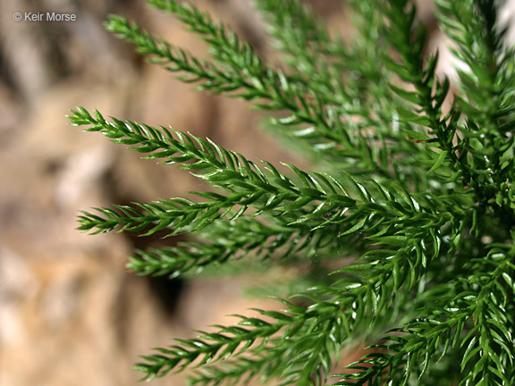 Plancia ëd <i>Lycopodium dendroideum</i>