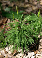 Plancia ëd <i>Lycopodium dendroideum</i>