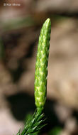 Plancia ëd <i>Lycopodium dendroideum</i>