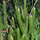 Image of one-cone clubmoss
