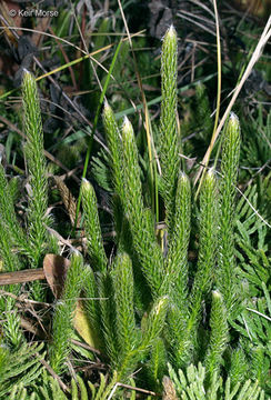 Image of one-cone clubmoss