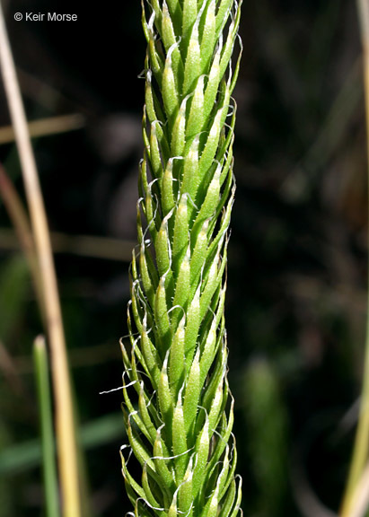 Image of one-cone clubmoss