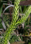 Image de Lycopodium lagopus (Laest. ex C. Hartm.) G. Zinserl. ex Kuzeneva-Prochorova