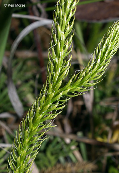 Image of one-cone clubmoss