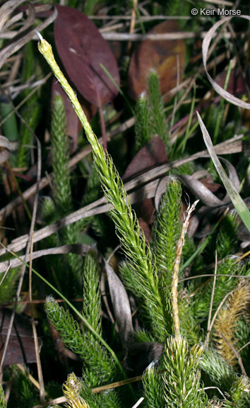 Image of one-cone clubmoss