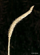 Imagem de Lycopodium lagopus (Laest. ex C. Hartm.) G. Zinserl. ex Kuzeneva-Prochorova