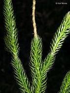 Image of one-cone clubmoss