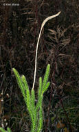 Image of one-cone clubmoss