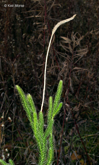 Imagem de Lycopodium lagopus (Laest. ex C. Hartm.) G. Zinserl. ex Kuzeneva-Prochorova